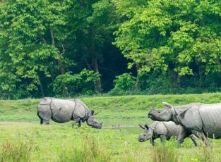Kaziranga Tour