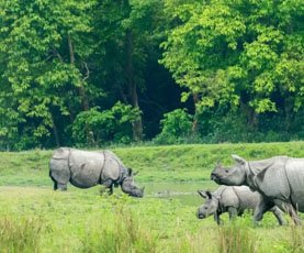 Kaziranga Tour